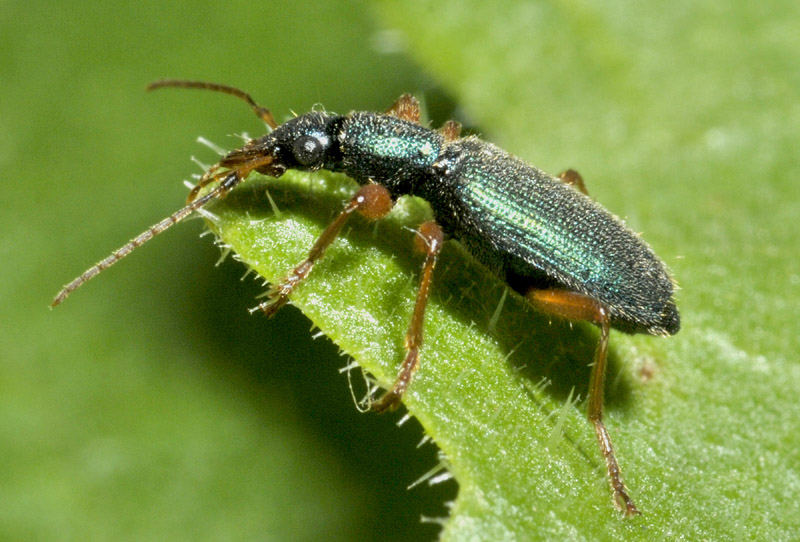 Carabidae: Drypta dentata